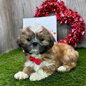 Shih Tzu Puppy Jerome