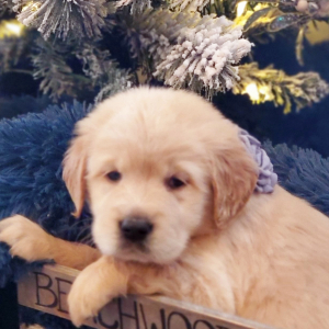 Golden Retriever Puppy Willow