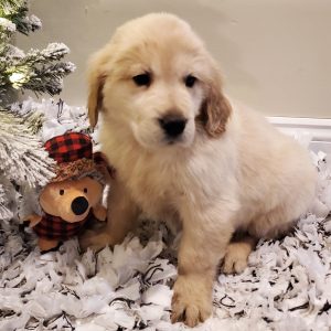 Golden Retriever Puppy Willow