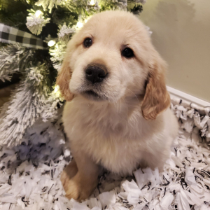 Golden Retriever Puppy Willow