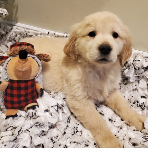 Golden Retriever Puppy Willow