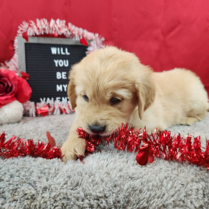 Golden Retriever Puppy Luka