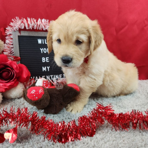 Golden Retriever Puppy Luka