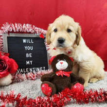 Golden Retriever Puppy Luka