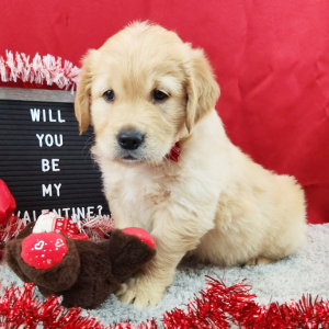 Golden Retriever Puppy Luka