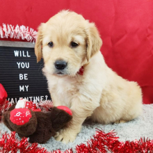 Golden Retriever Puppy Luka