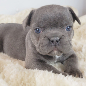 French Bulldog Puppy Hennie