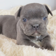 French Bulldog Puppy Hennie