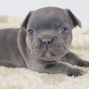 French Bulldog Puppy Hennie