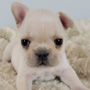 French Bulldog Puppy Reanna