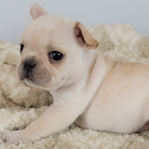 French Bulldog Puppy Reanna
