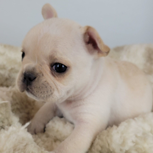 French Bulldog Puppy Reanna