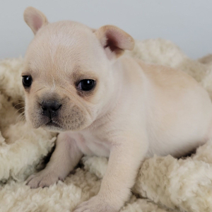 French Bulldog Puppy Reanna