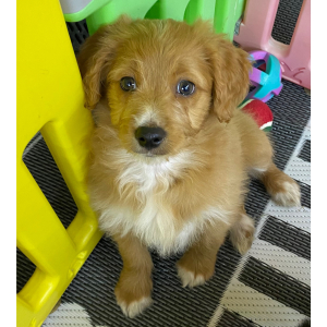 Aussiedoodle Puppy Henley
