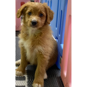 Aussiedoodle Puppy Henley
