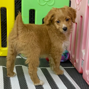 Aussiedoodle Puppy Henley