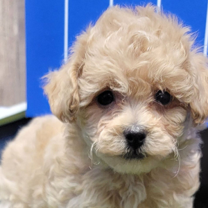 Maltipoo Puppy Wyn