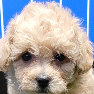 Maltipoo Puppy Wyn