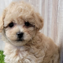Maltipoo Puppy Wyn