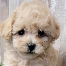 Maltipoo Puppy Wyn