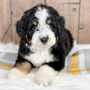 Bernedoodle Puppy Tripp