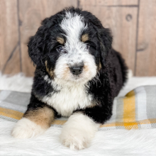 Bernedoodle Puppy Tripp