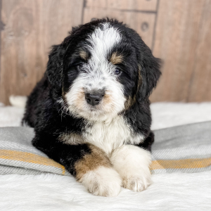 Bernedoodle Puppy Tripp