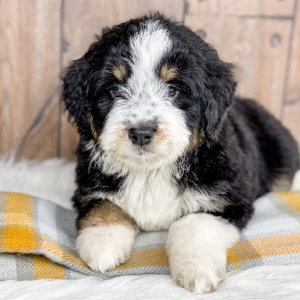 Bernedoodle Puppy Tripp