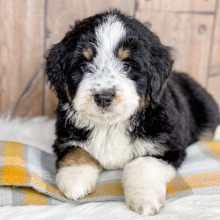 Bernedoodle Puppy Tripp
