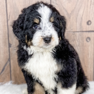 Bernedoodle Puppy Tripp