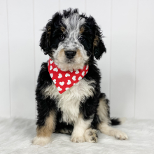 Bernedoodle Puppy Tripp
