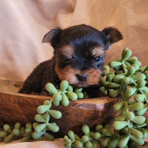 Yorkshire Terrier Puppy Luke