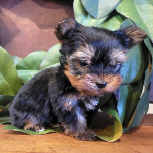 Yorkshire Terrier Puppy Luke