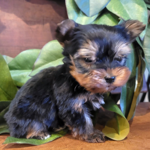 Yorkshire Terrier Puppy Luke