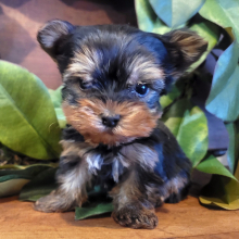 Yorkshire Terrier Puppy Luke