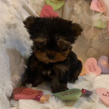 Yorkshire Terrier Puppy Luke