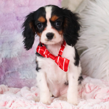Cavalier King Charles Spaniel Puppy Kayden