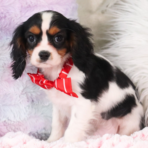 Cavalier King Charles Spaniel Puppy Kayden