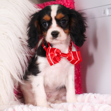 Cavalier King Charles Spaniel Puppy Kayden