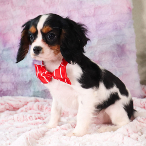 Cavalier King Charles Spaniel Puppy Kayden