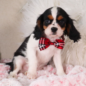 Cavalier King Charles Spaniel Puppy Kyrie
