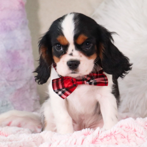 Cavalier King Charles Spaniel Puppy Kyrie