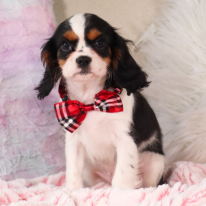 Cavalier King Charles Spaniel Puppy Kyrie