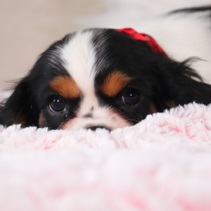 Cavalier King Charles Spaniel Puppy Kyrie