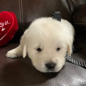 Golden Retriever Puppy Conway