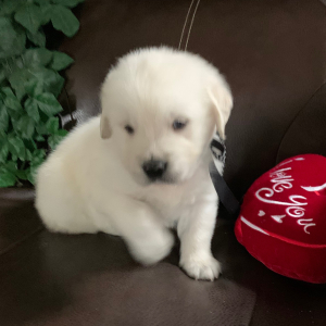 Golden Retriever Puppy Conway