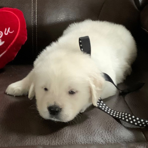 Golden Retriever Puppy Conway