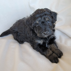 Pomapoo Puppy Sable