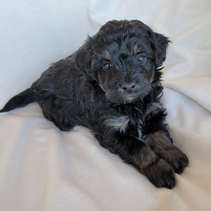 Pomapoo Puppy Sable
