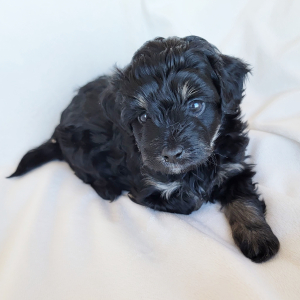 Pomapoo Puppy Sable